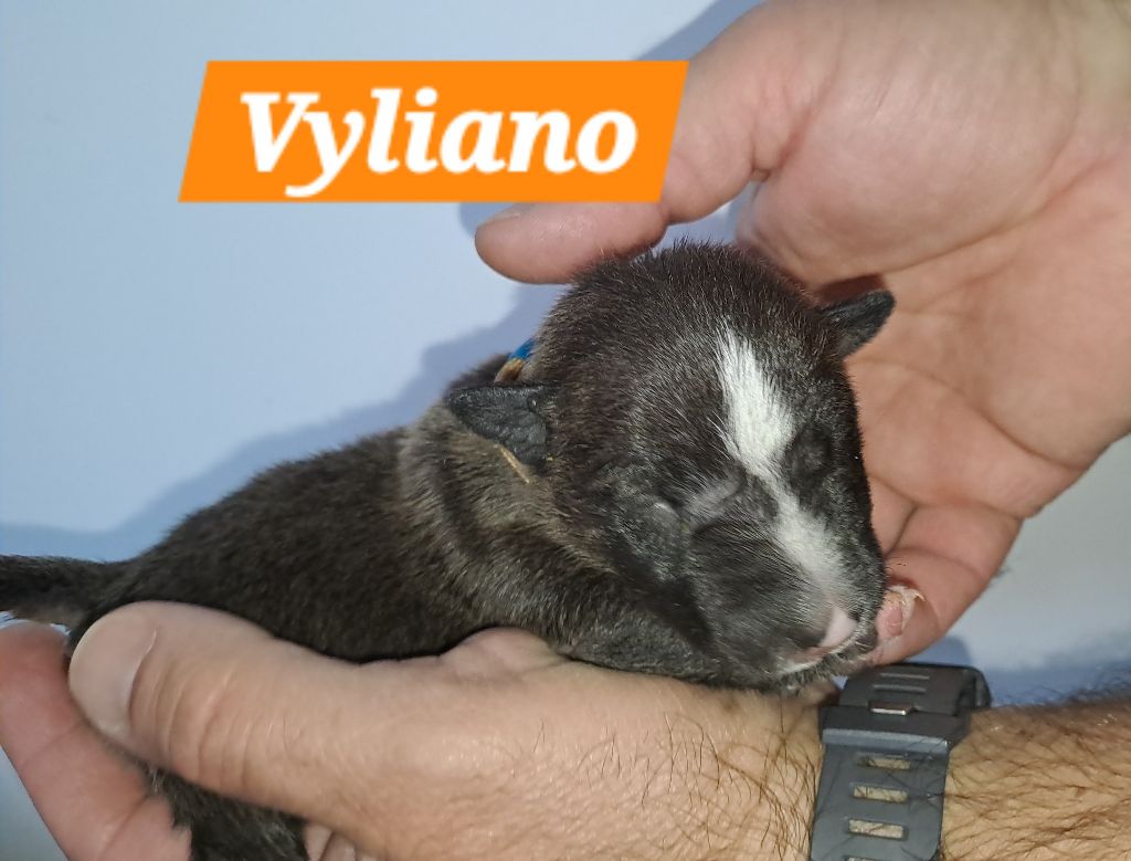 du Paradis Des Mini Bulls - Chiot disponible  - Bull Terrier Miniature
