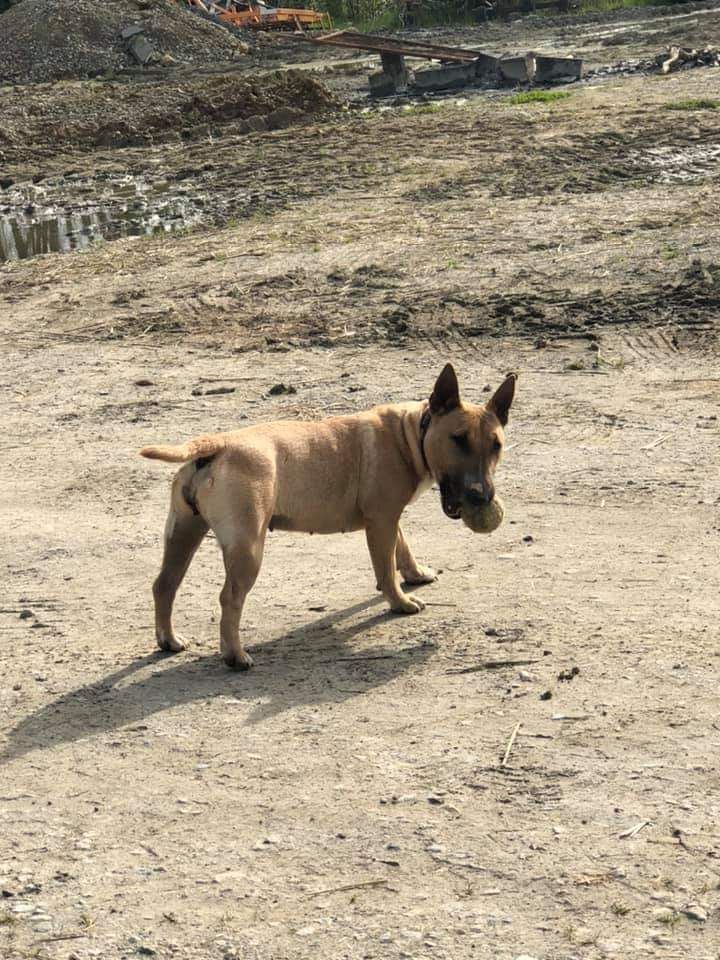 Praline du Paradis Des Mini Bulls