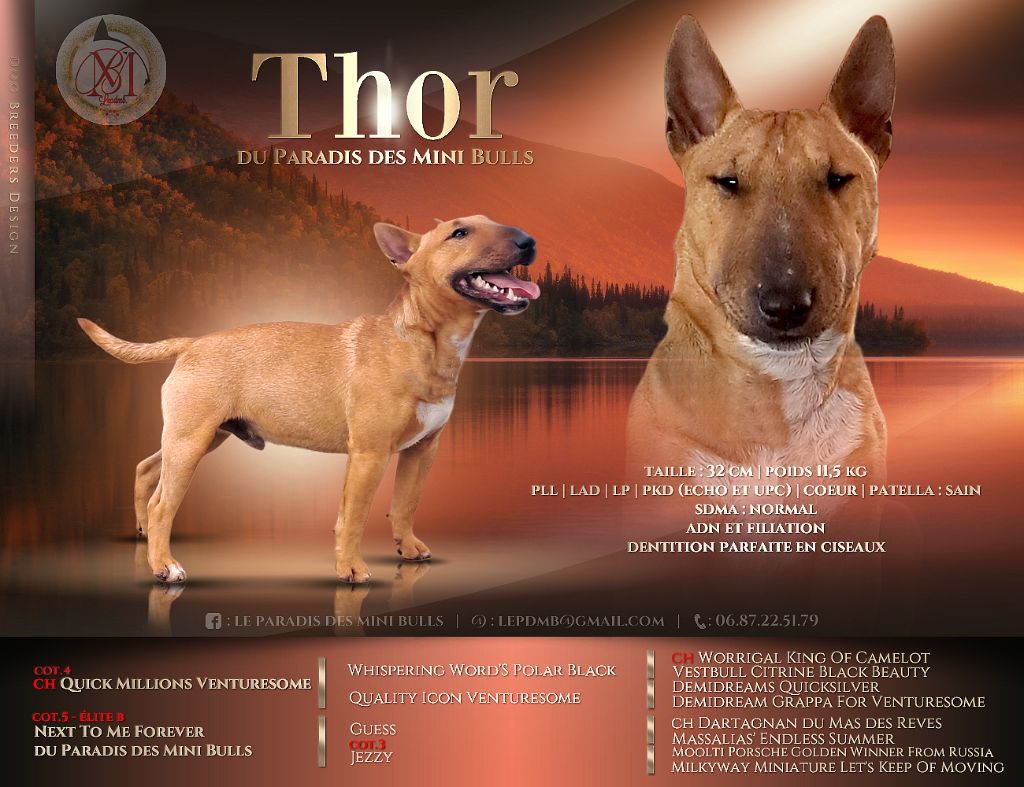 Thor du Paradis Des Mini Bulls