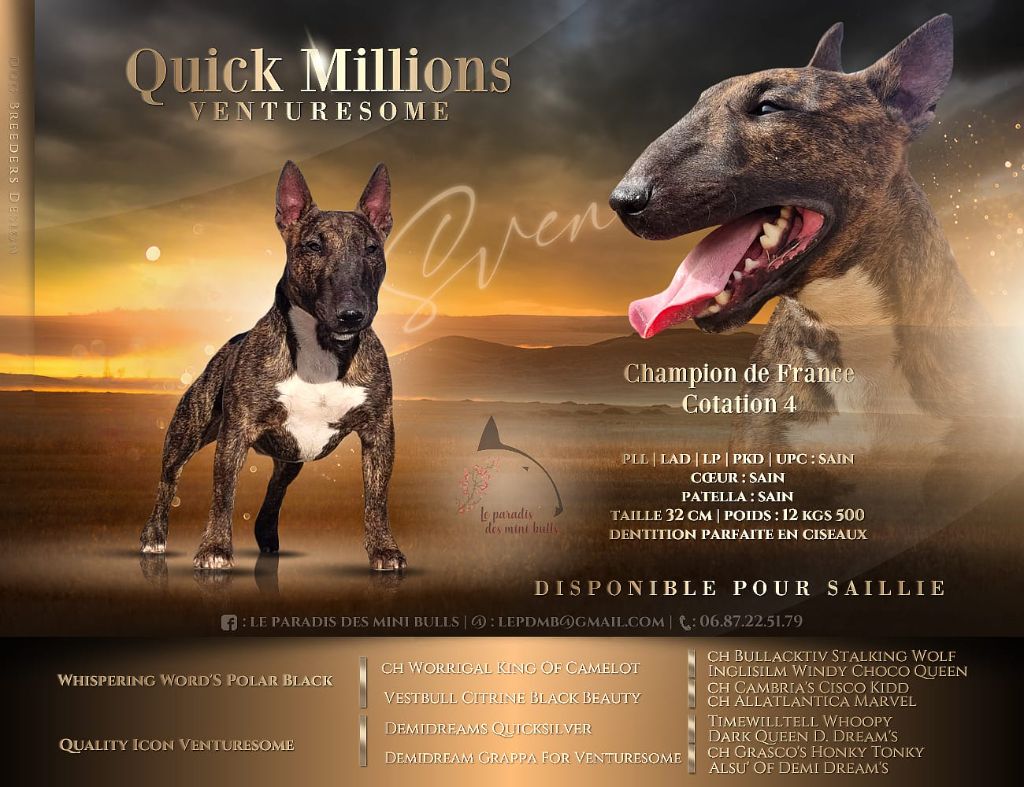 CH. Quick millions venturesome