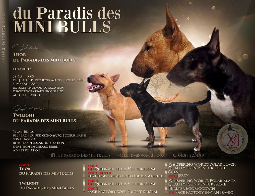 chiot Bull Terrier Miniature du Paradis Des Mini Bulls
