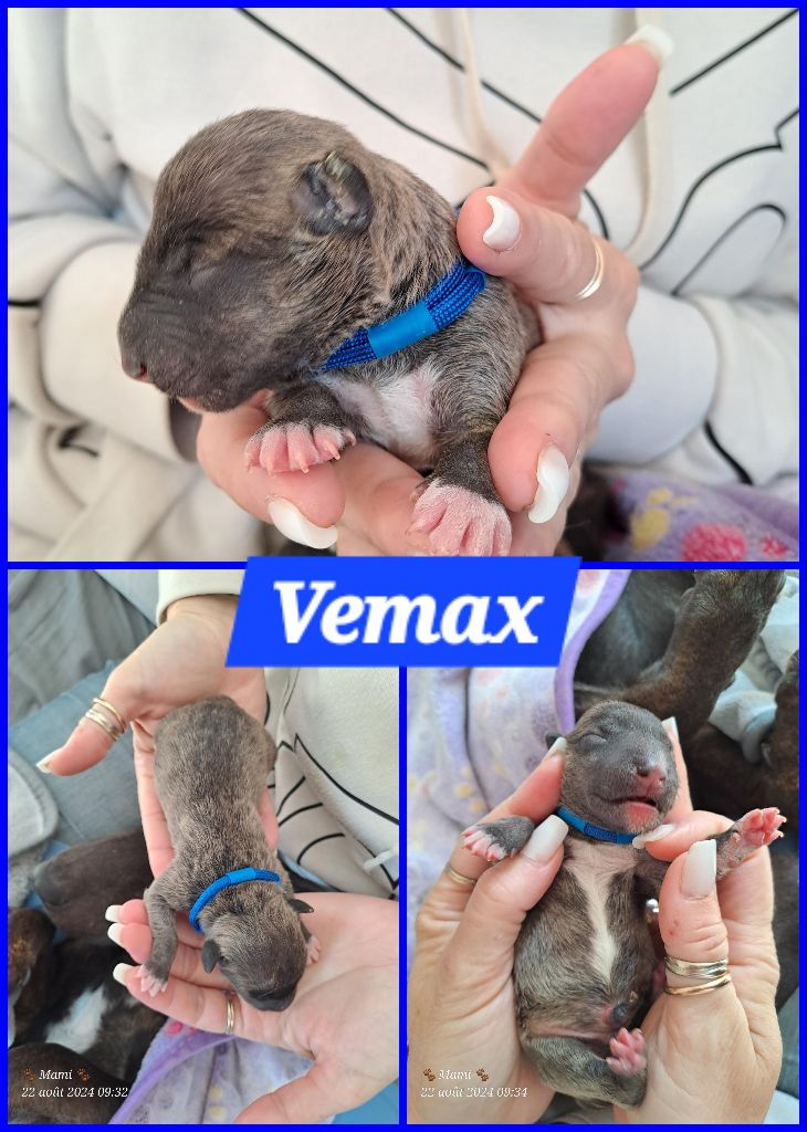 VEMAX