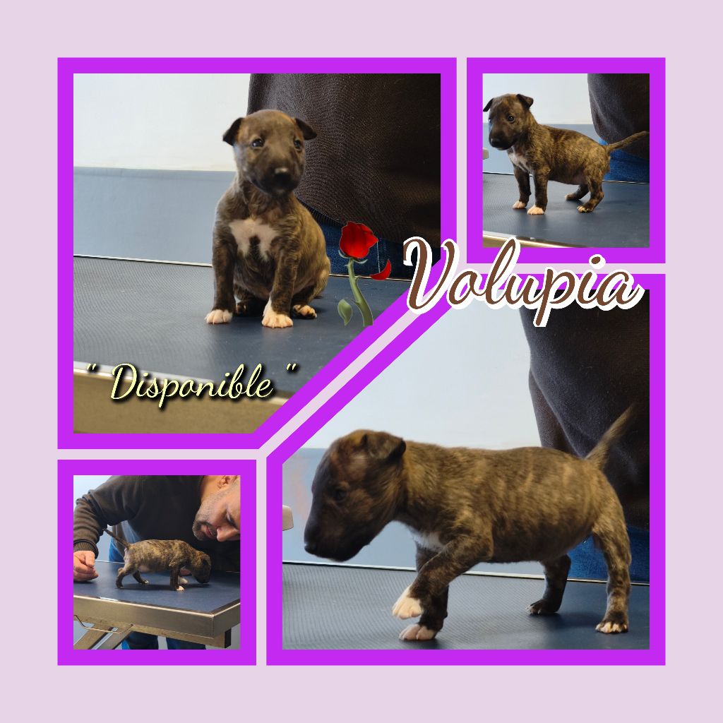 du Paradis Des Mini Bulls - Chiot disponible  - Bull Terrier Miniature