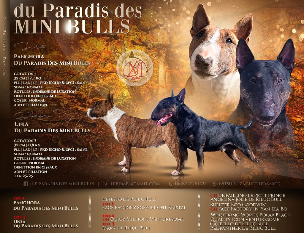 chiot Bull Terrier Miniature du Paradis Des Mini Bulls