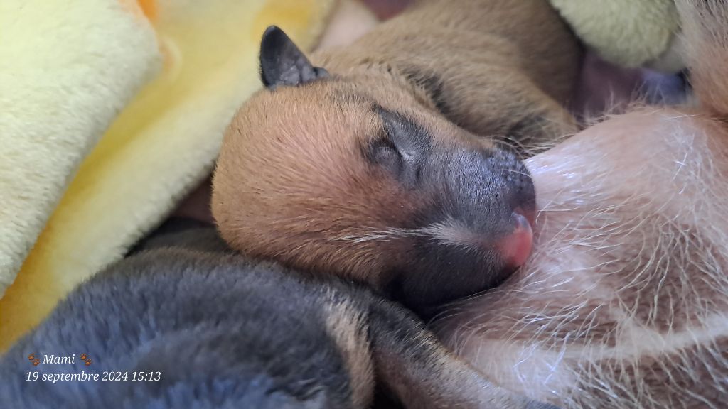 du Paradis Des Mini Bulls - Chiot disponible  - Bull Terrier Miniature