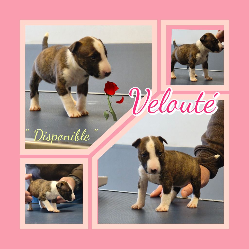 du Paradis Des Mini Bulls - Chiot disponible  - Bull Terrier Miniature