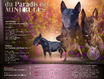 du Paradis Des Mini Bulls - Bull Terrier Miniature - Portée née le 13/04/2024