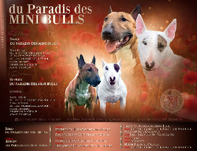 du Paradis Des Mini Bulls - Bull Terrier Miniature - Portée née le 22/04/2024
