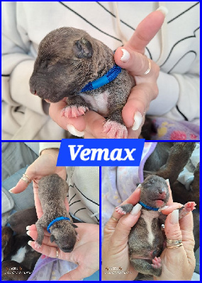 VEMAX