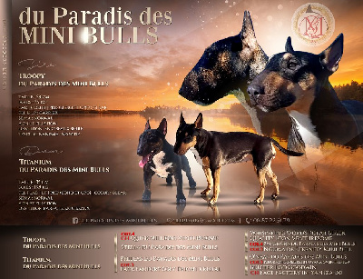 du Paradis Des Mini Bulls - Bull Terrier Miniature - Portée née le 17/02/2024