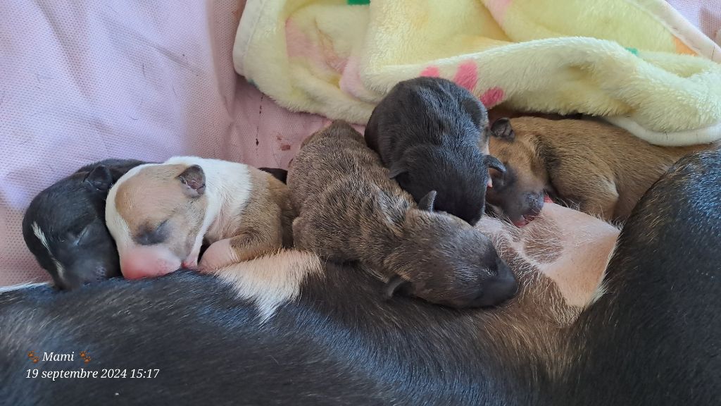 chiot Bull Terrier Miniature du Paradis Des Mini Bulls