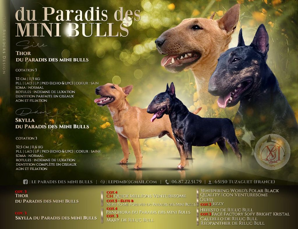 chiot Bull Terrier Miniature du Paradis Des Mini Bulls