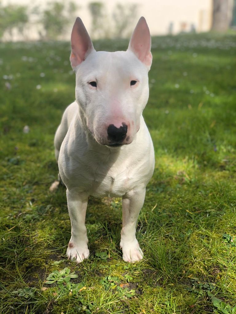 Ooper du Paradis Des Mini Bulls