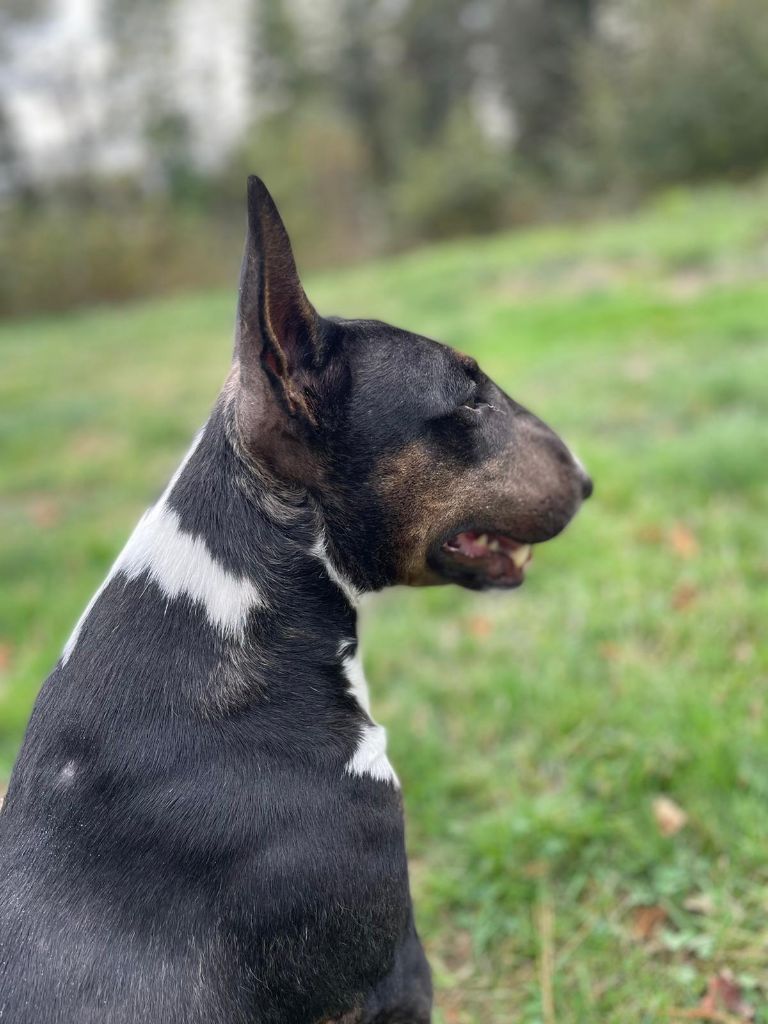 Ol'black (Sans Affixe)