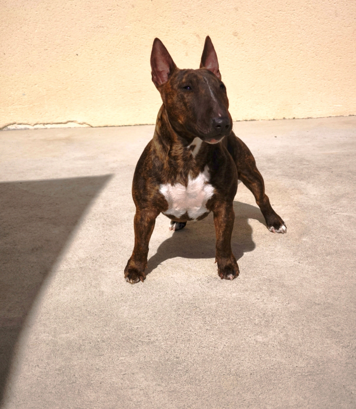 Slou du Paradis Des Mini Bulls