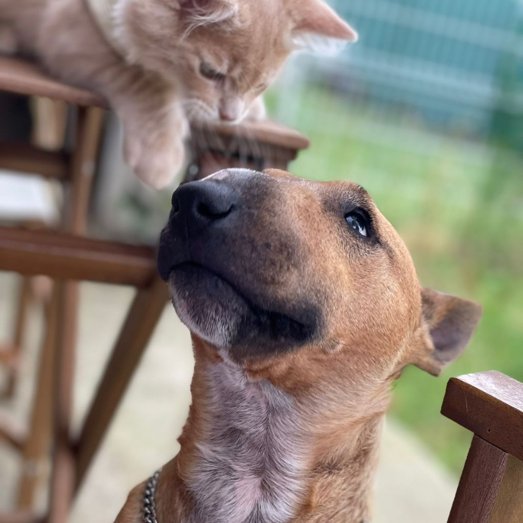 Next to me forever du Paradis Des Mini Bulls