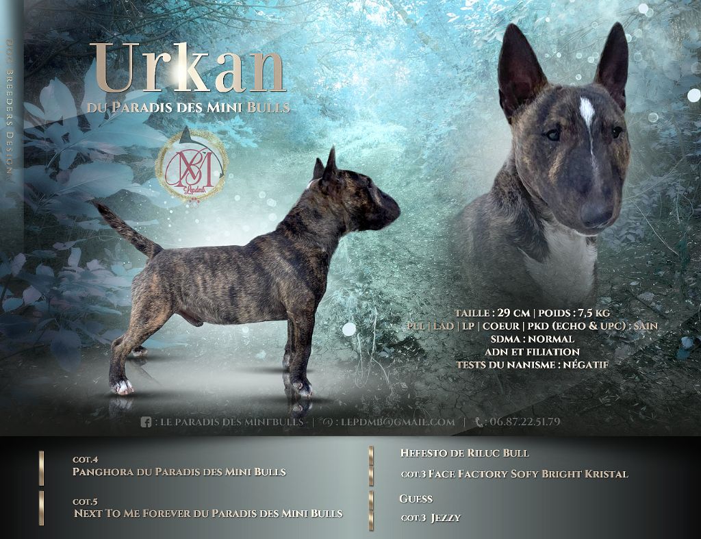 Urkan du Paradis Des Mini Bulls