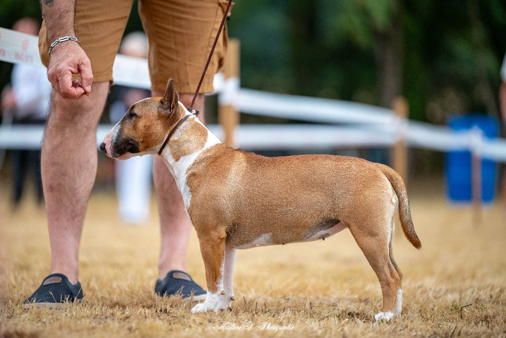 Vanvel's du Paradis Des Mini Bulls