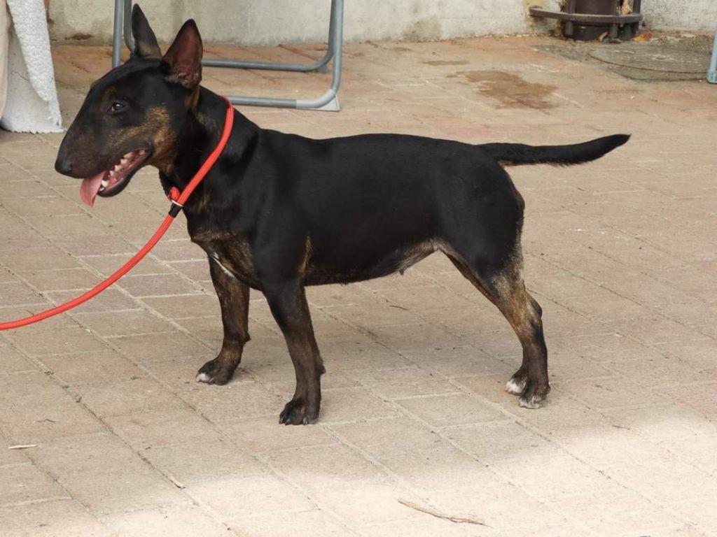 Tara du Paradis Des Mini Bulls