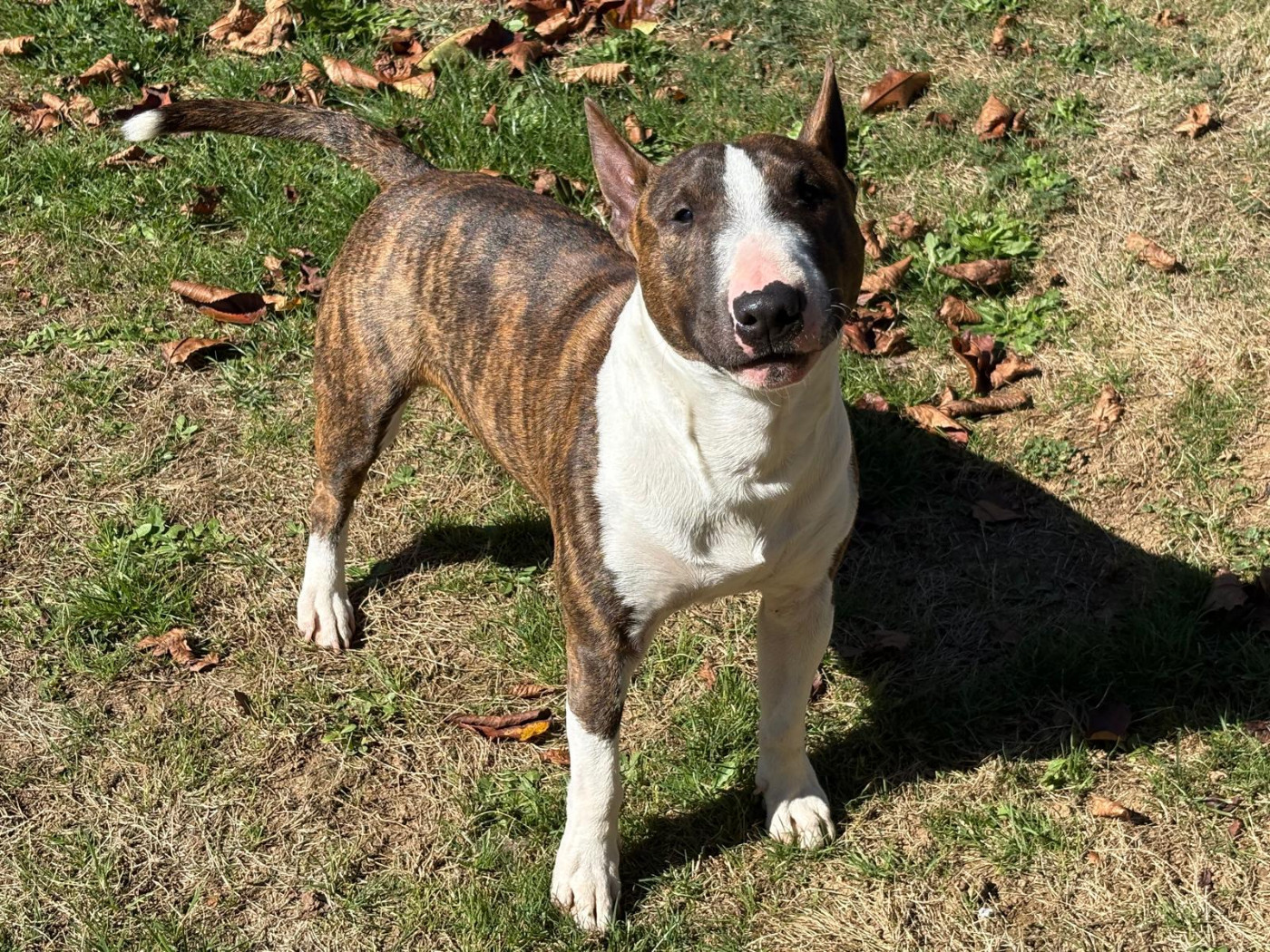 Vaggus du Paradis Des Mini Bulls