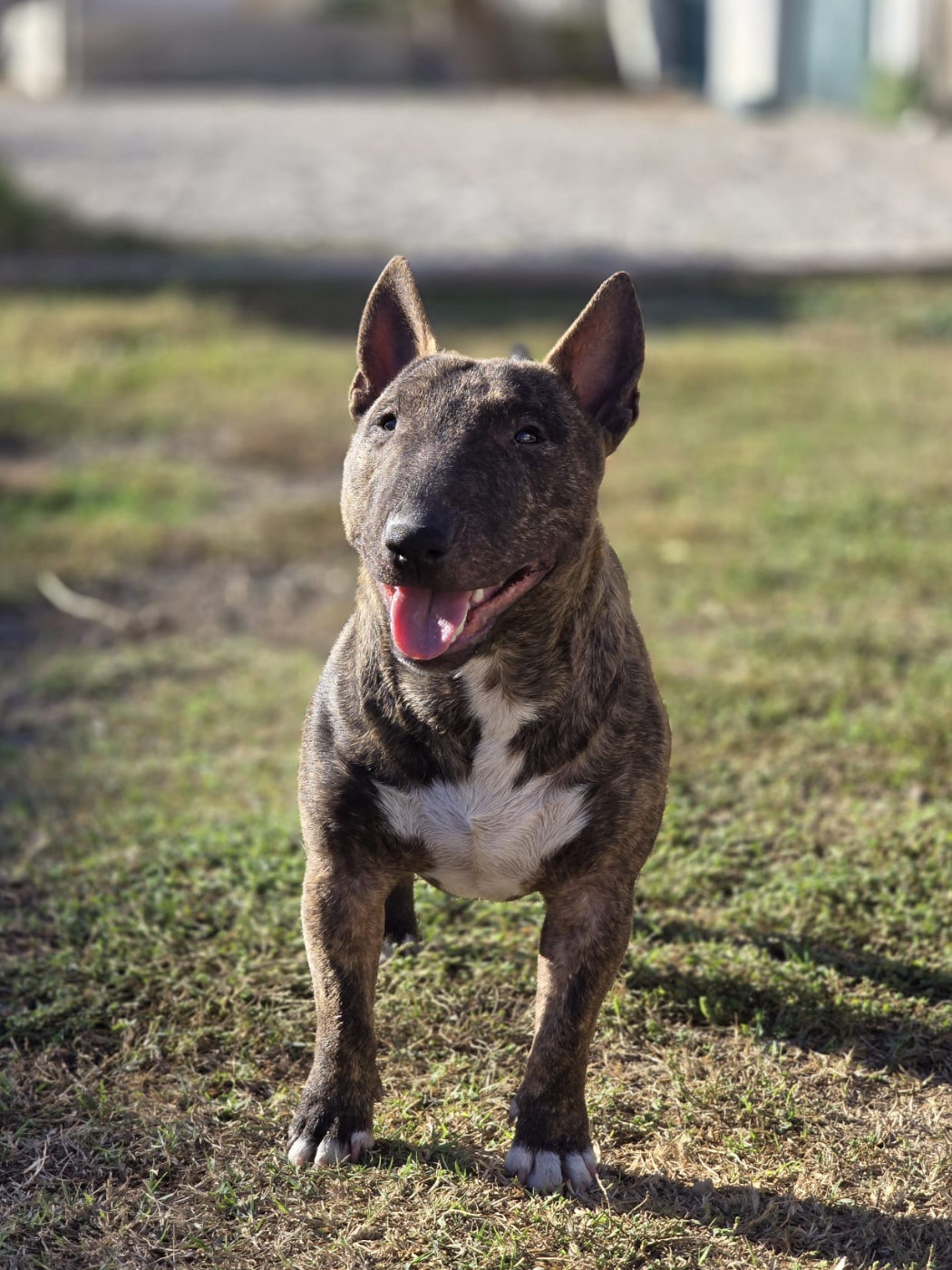 Alister du Paradis Des Mini Bulls