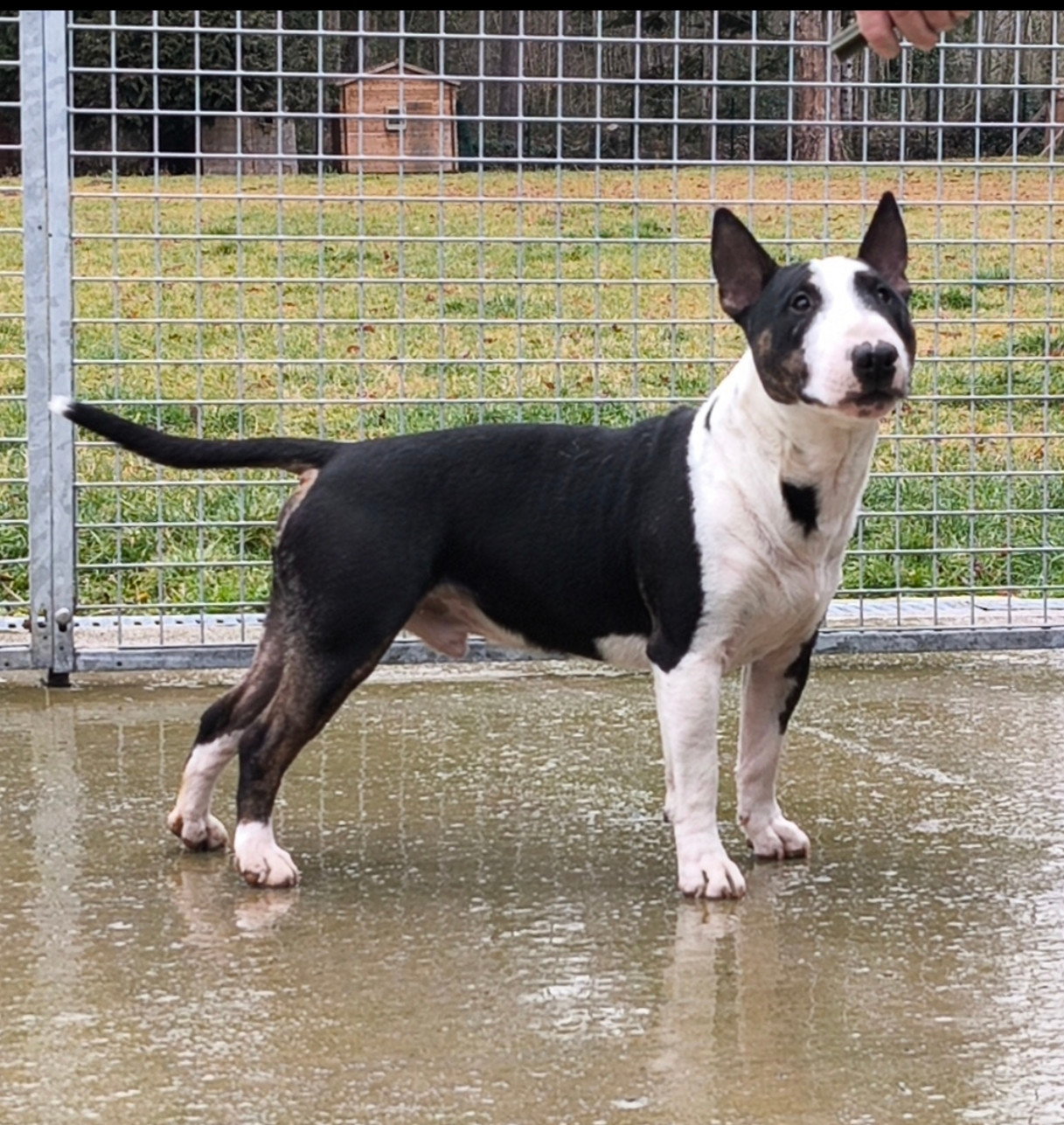 VOLT du Paradis Des Mini Bulls