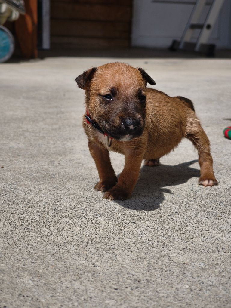 du Paradis Des Mini Bulls - Chiots disponibles - Bull Terrier Miniature