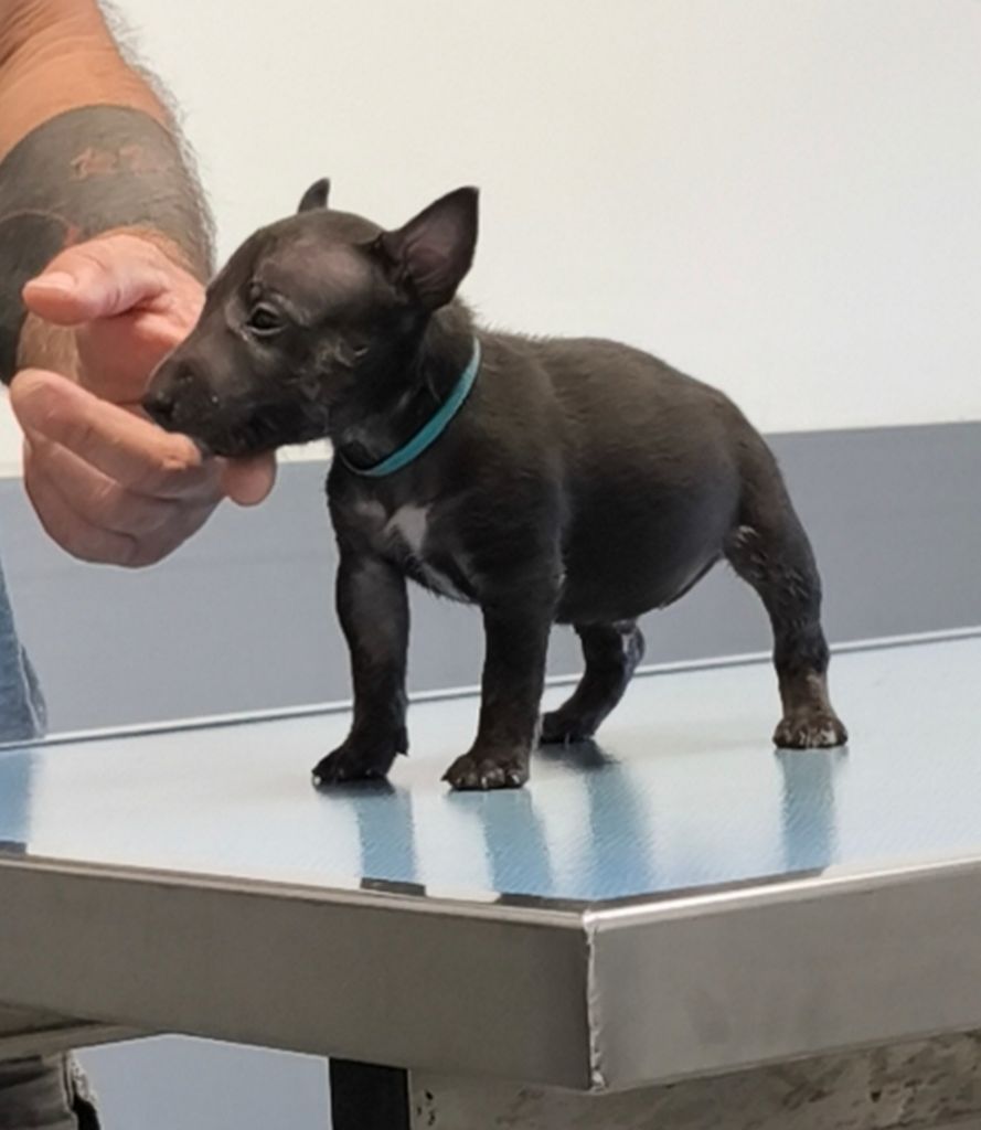 du Paradis Des Mini Bulls - Chiots disponibles - Bull Terrier Miniature