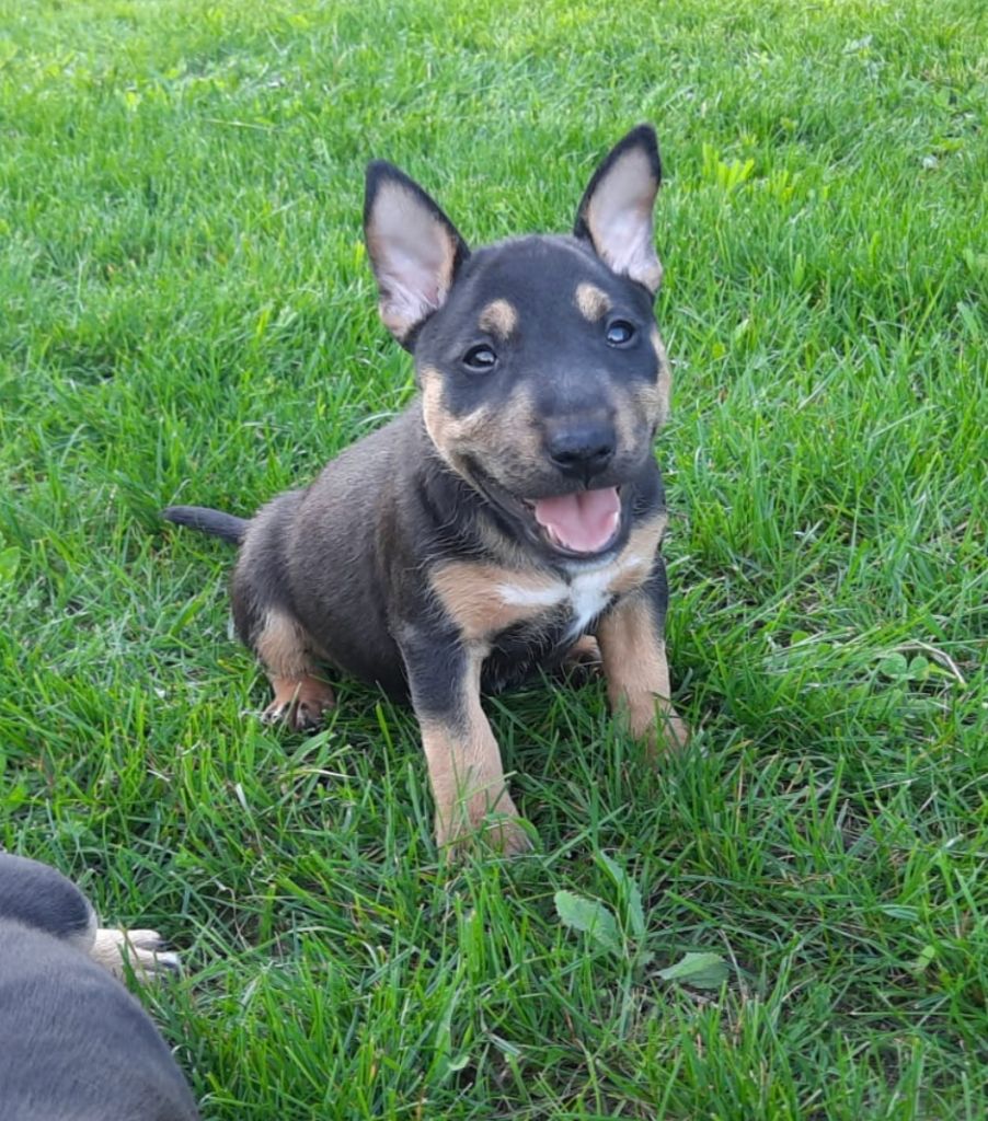 du Paradis Des Mini Bulls - Chiots disponibles - Bull Terrier Miniature