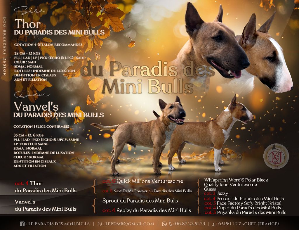 Chiot Bull Terrier Miniature du Paradis Des Mini Bulls