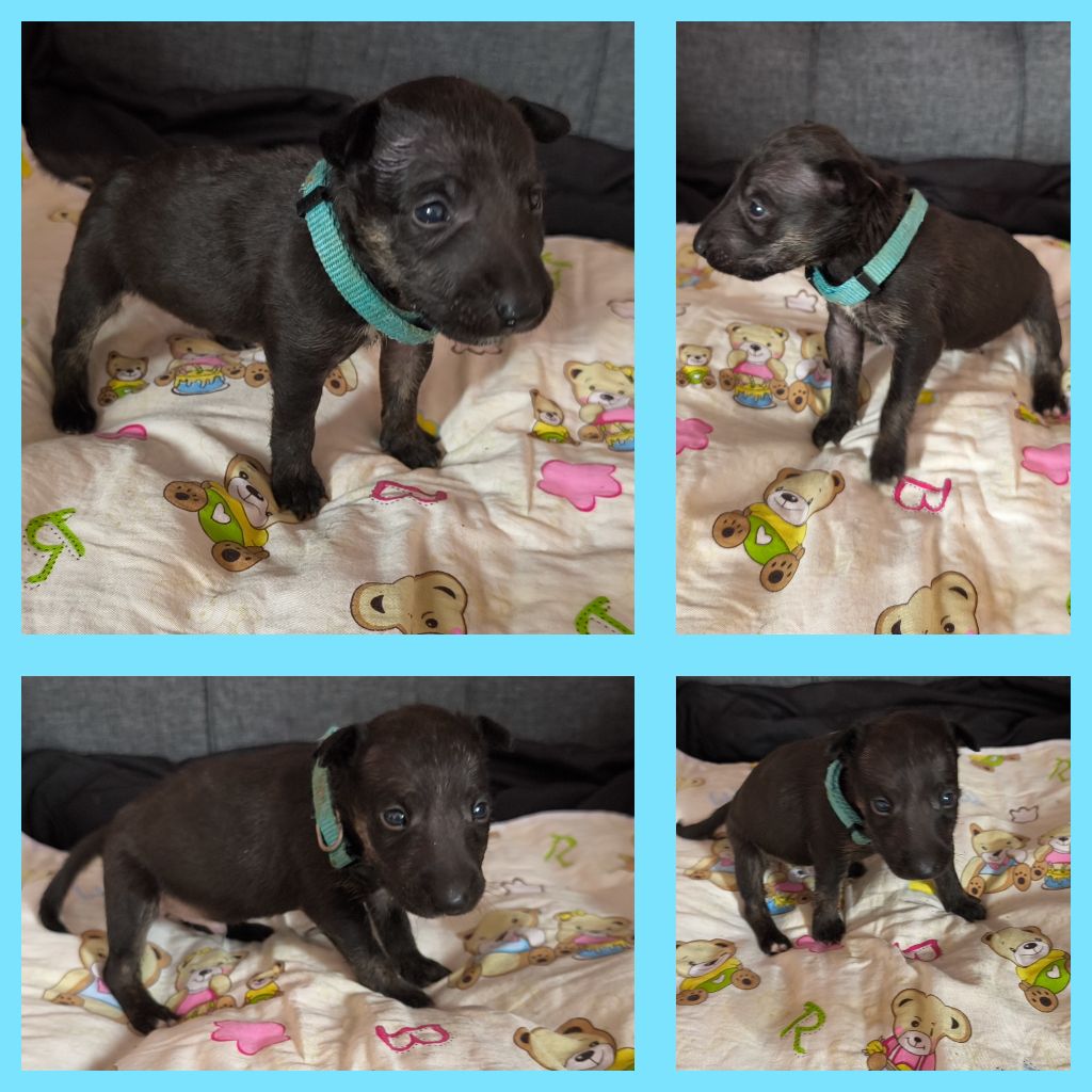 du Paradis Des Mini Bulls - Chiots disponibles - Bull Terrier Miniature