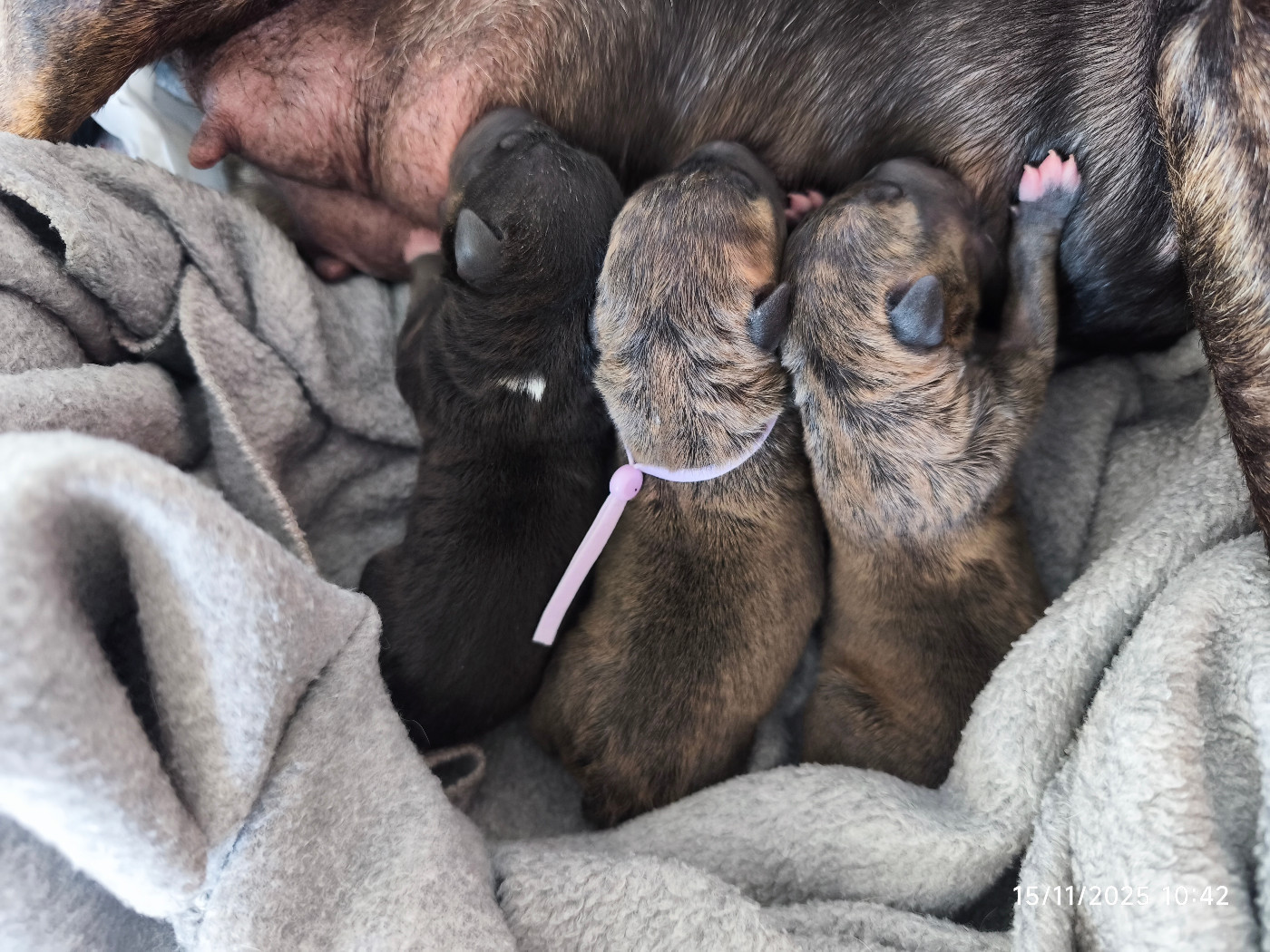 du Paradis Des Mini Bulls - Chiots disponibles - Bull Terrier Miniature