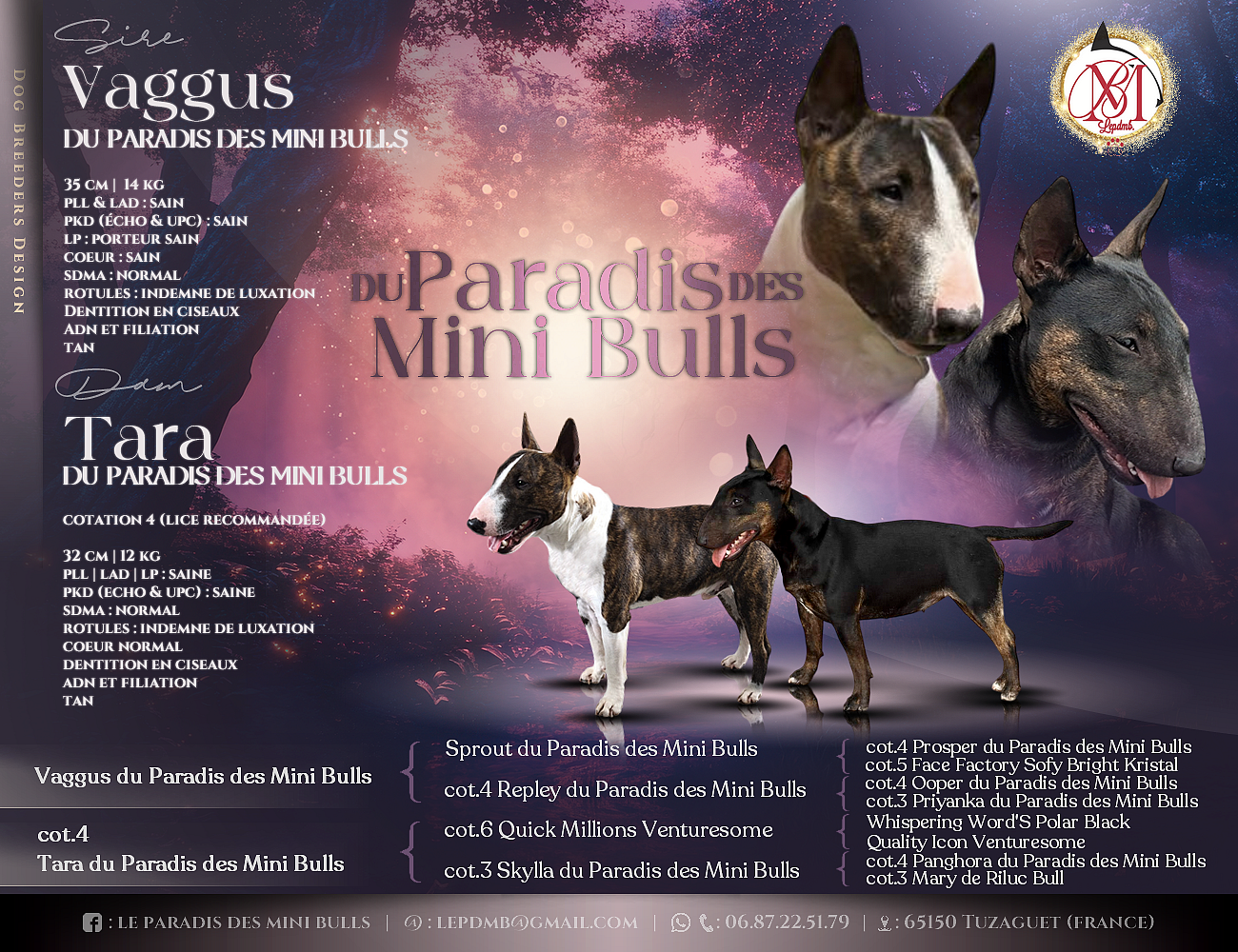 Chiot Bull Terrier Miniature du Paradis Des Mini Bulls