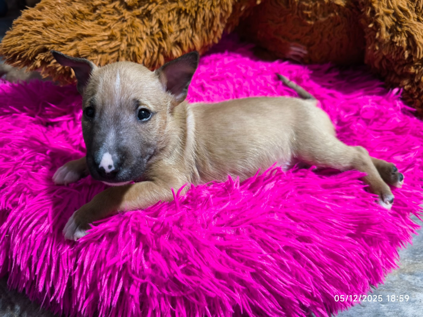 du Paradis Des Mini Bulls - Chiots disponibles - Bull Terrier Miniature