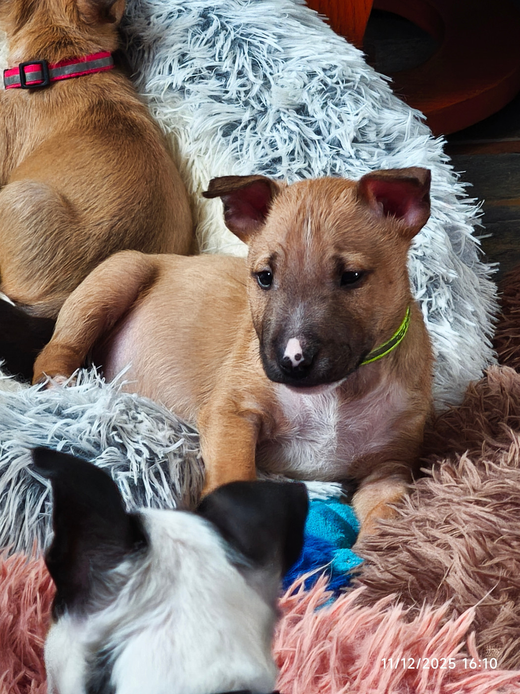 du Paradis Des Mini Bulls - Chiots disponibles - Bull Terrier Miniature