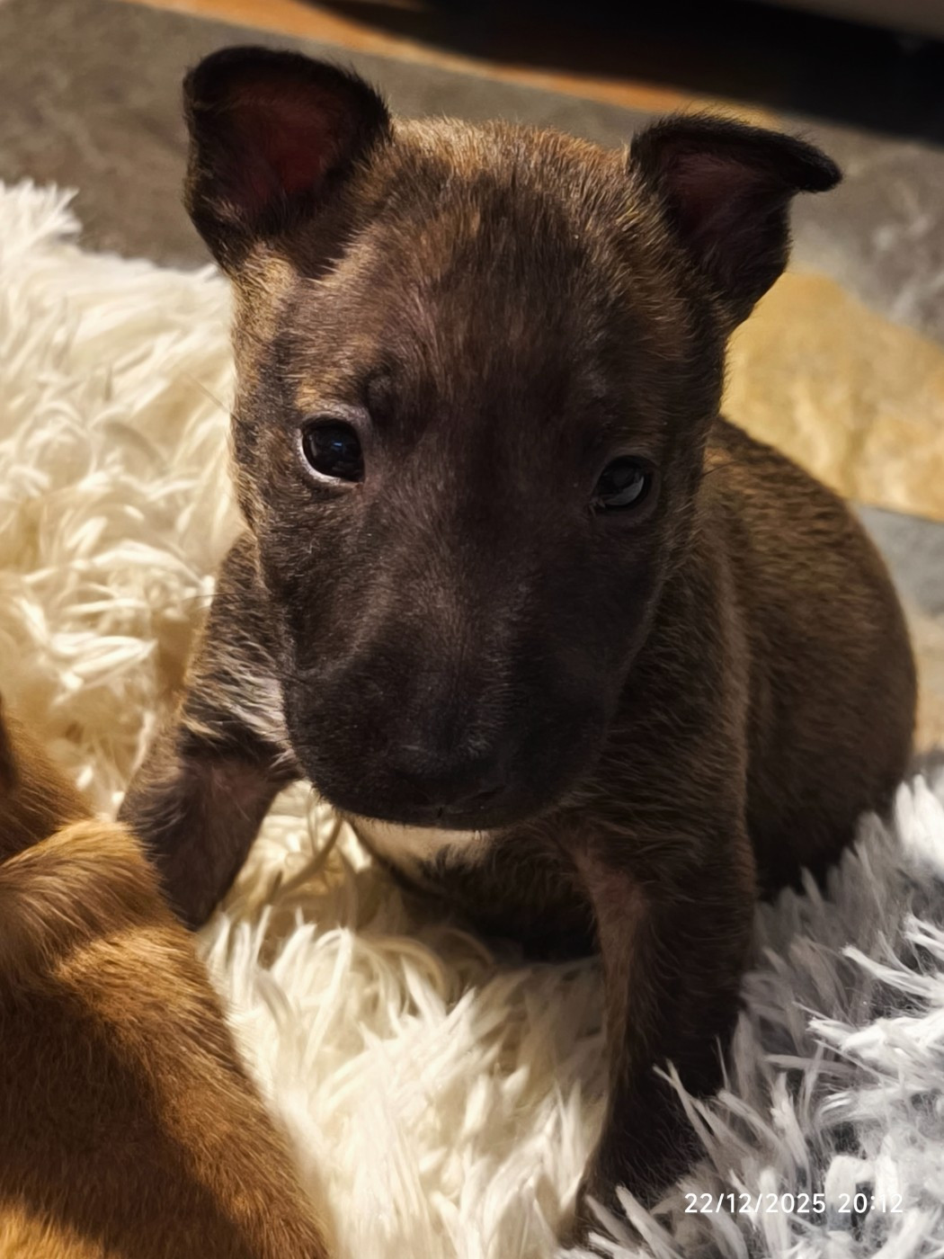 du Paradis Des Mini Bulls - Chiots disponibles - Bull Terrier Miniature