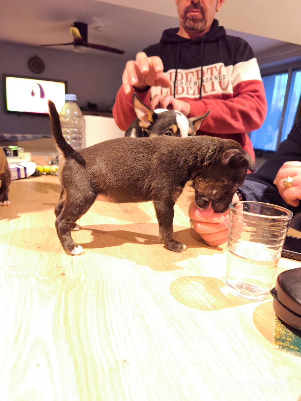 du Paradis Des Mini Bulls - Chiots disponibles - Bull Terrier Miniature