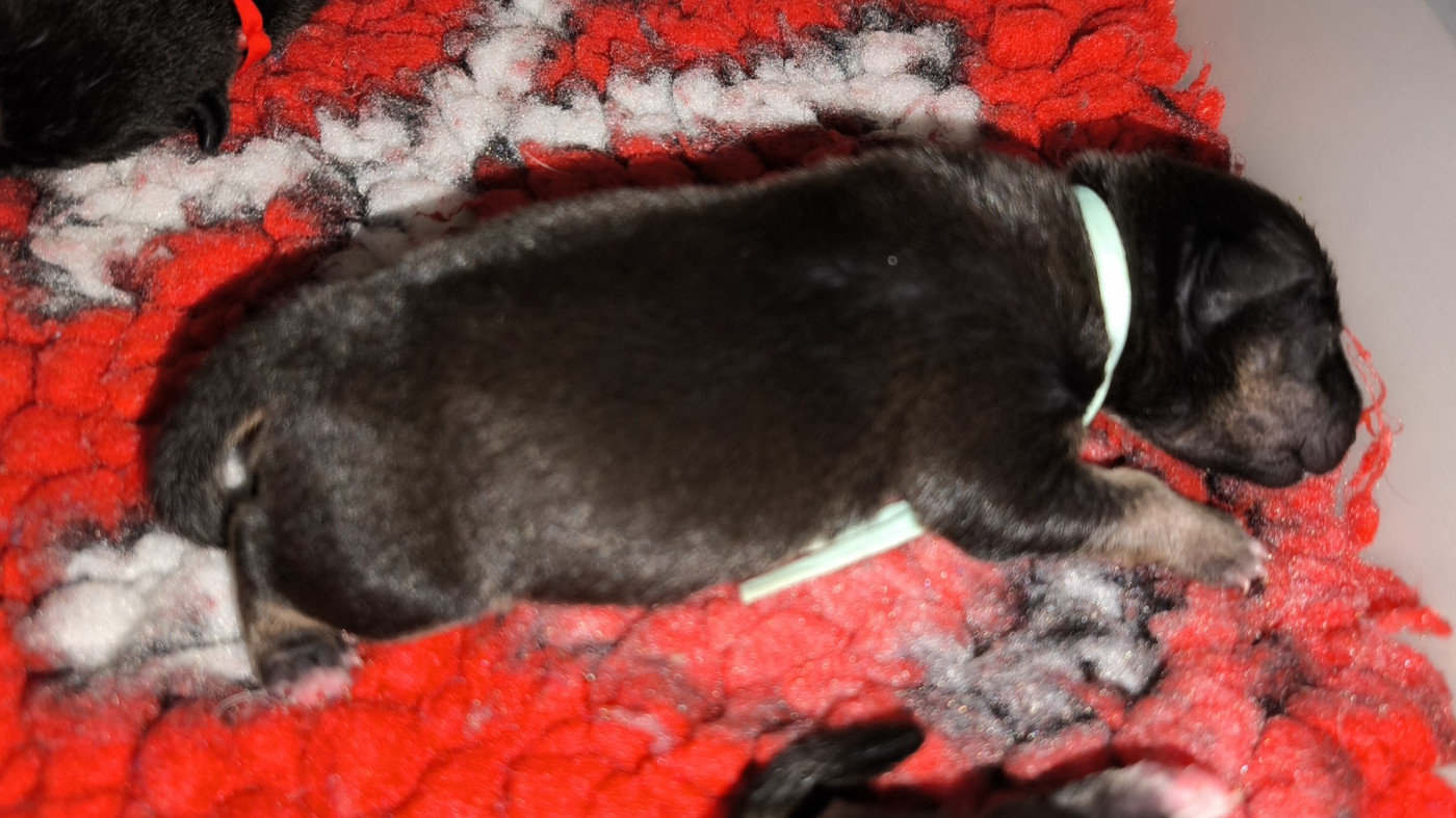 du Paradis Des Mini Bulls - Chiots disponibles - Bull Terrier Miniature