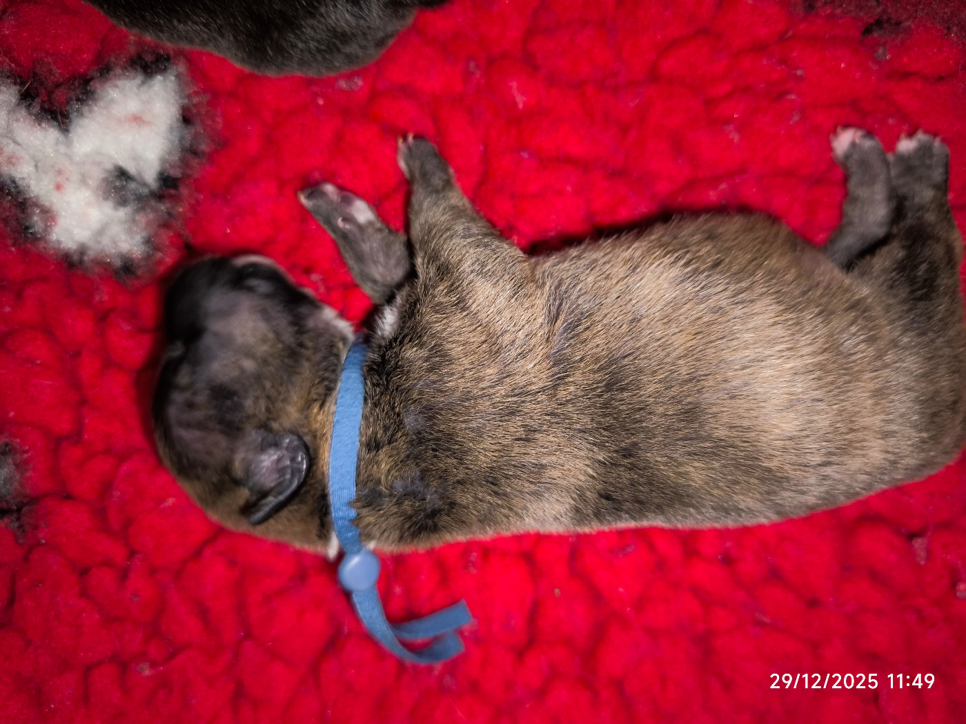 du Paradis Des Mini Bulls - Chiots disponibles - Bull Terrier Miniature