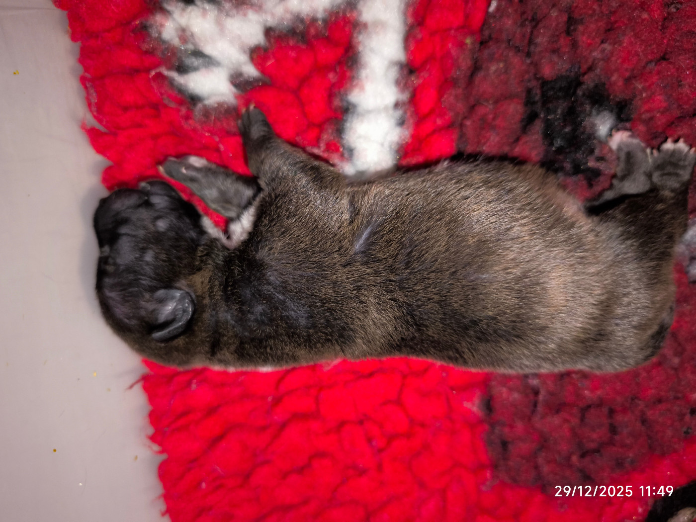 du Paradis Des Mini Bulls - Chiots disponibles - Bull Terrier Miniature