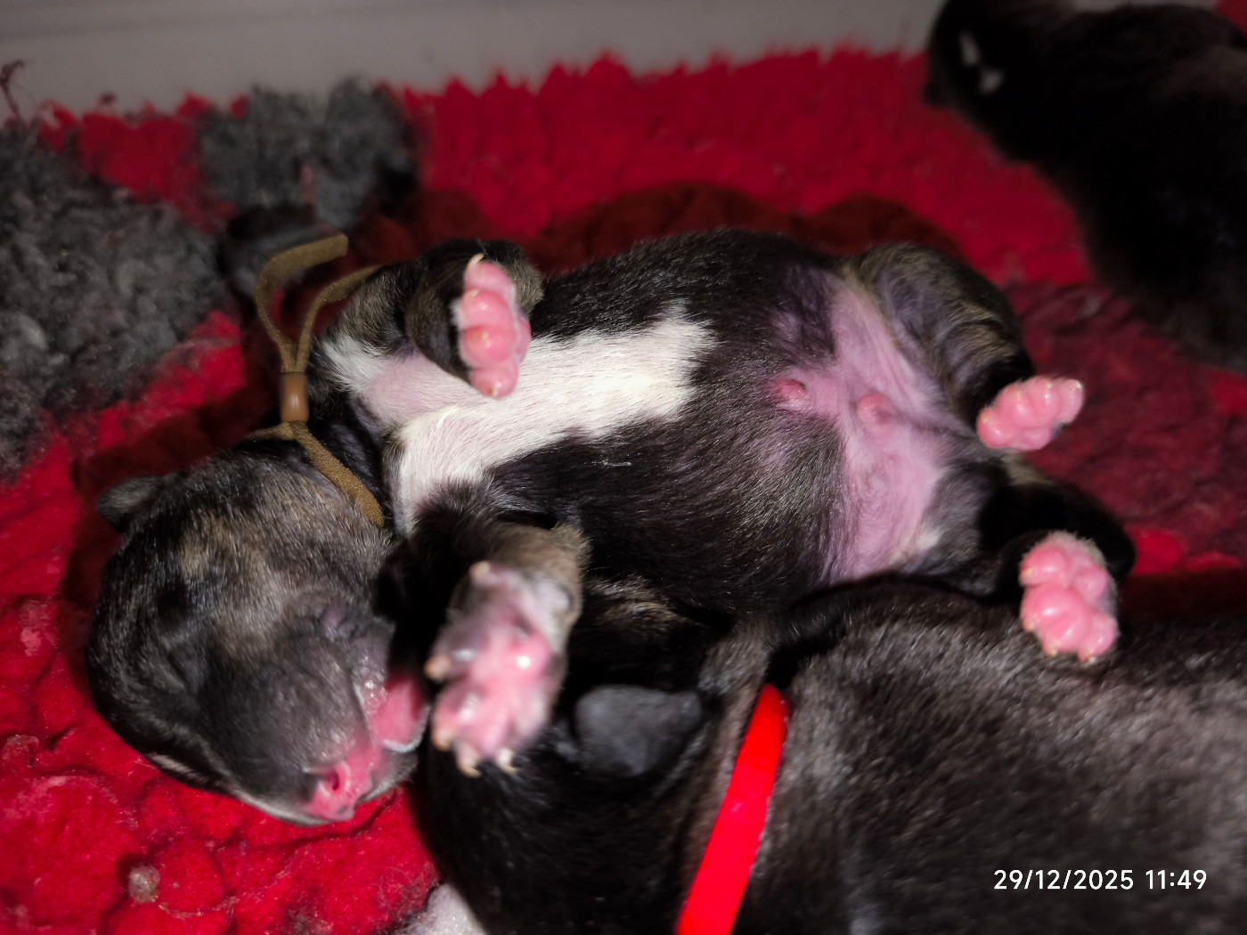 du Paradis Des Mini Bulls - Chiots disponibles - Bull Terrier Miniature