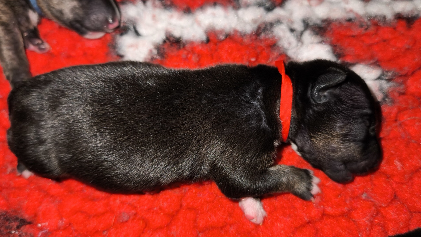 du Paradis Des Mini Bulls - Chiots disponibles - Bull Terrier Miniature