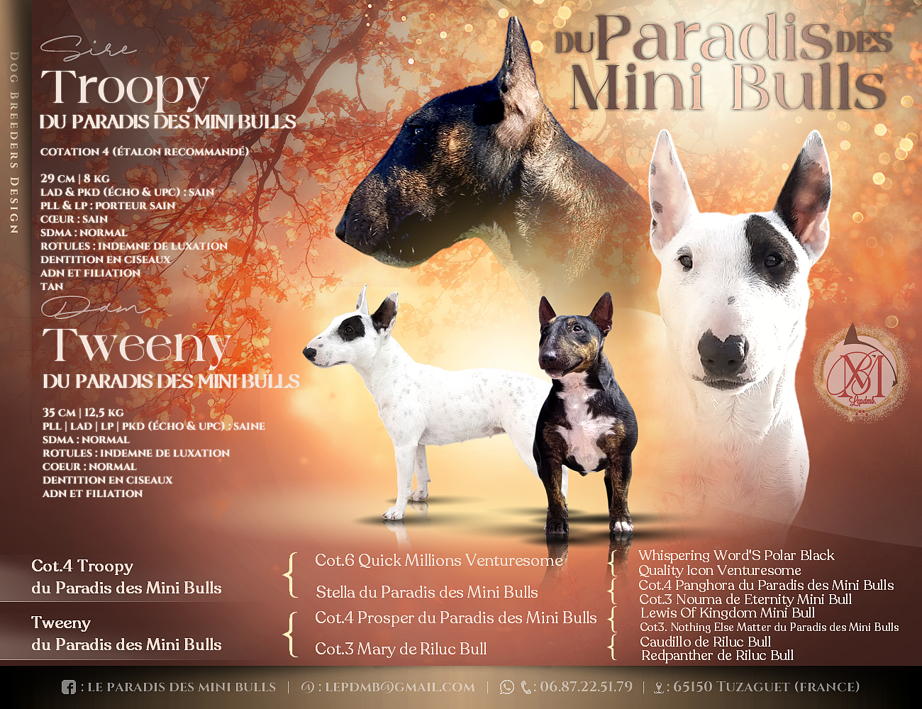 Chiot Bull Terrier Miniature du Paradis Des Mini Bulls