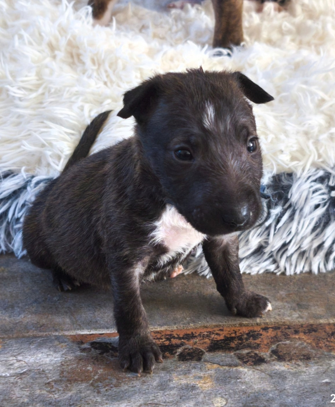 du Paradis Des Mini Bulls - Chiots disponibles - Bull Terrier Miniature