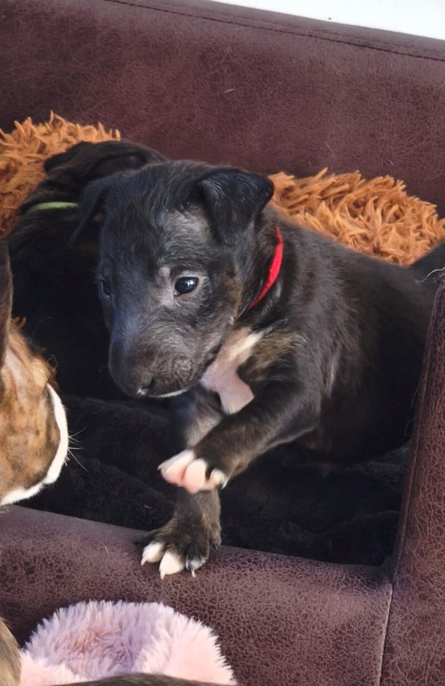 du Paradis Des Mini Bulls - Chiots disponibles - Bull Terrier Miniature