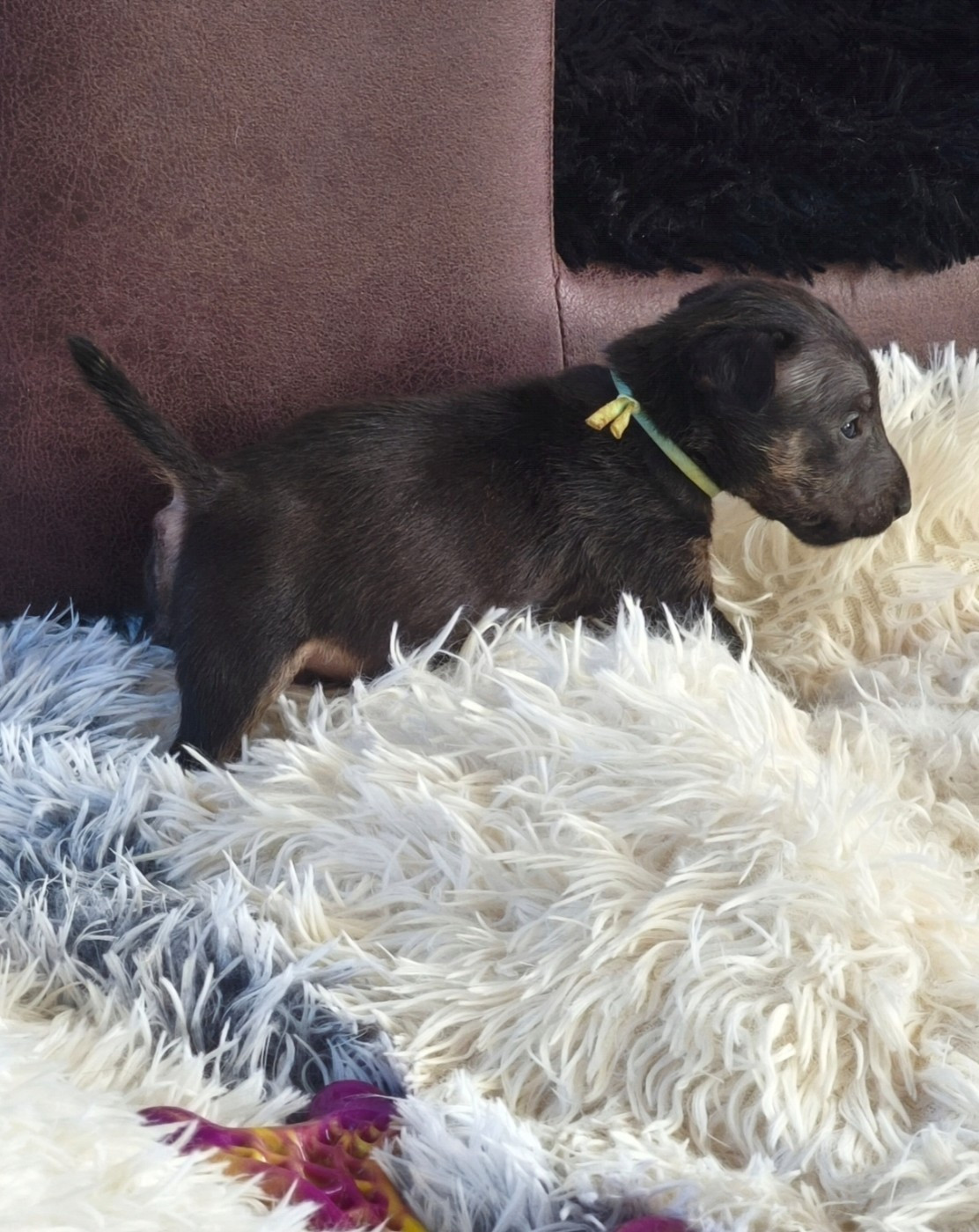 du Paradis Des Mini Bulls - Chiots disponibles - Bull Terrier Miniature