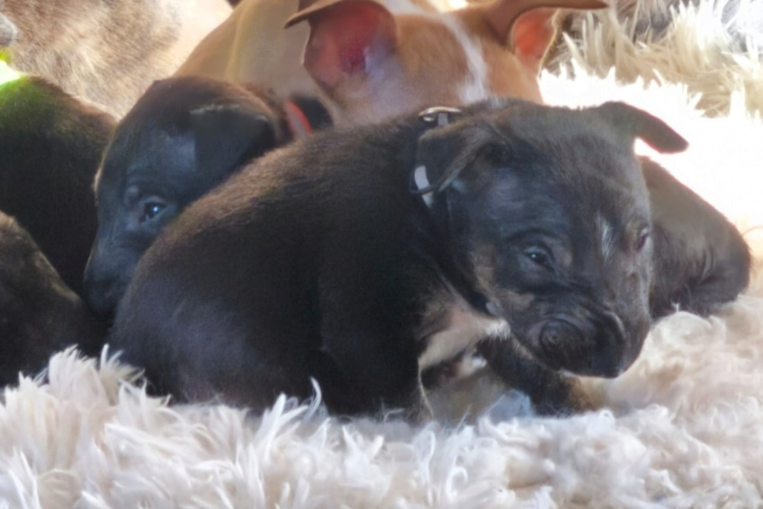 du Paradis Des Mini Bulls - Chiots disponibles - Bull Terrier Miniature