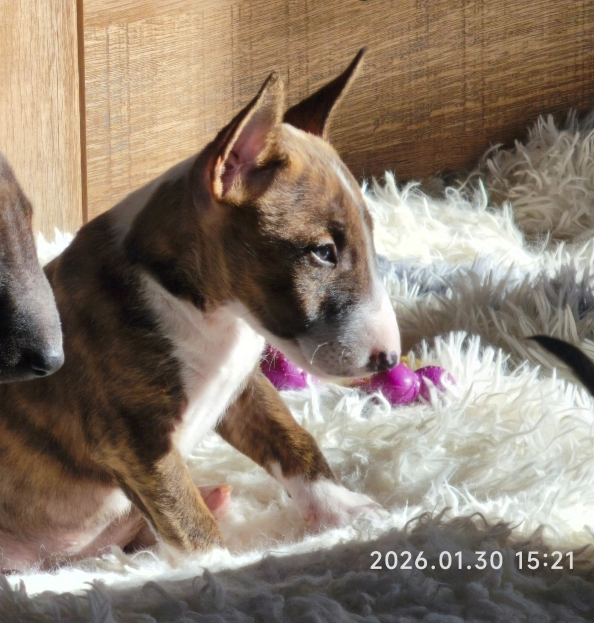 du Paradis Des Mini Bulls - Chiots disponibles - Bull Terrier Miniature
