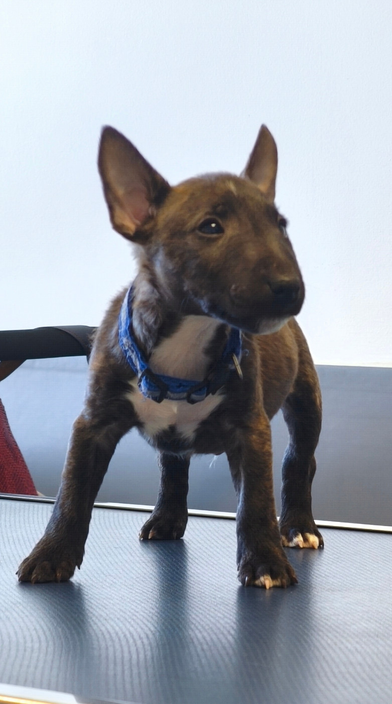 du Paradis Des Mini Bulls - Chiots disponibles - Bull Terrier Miniature