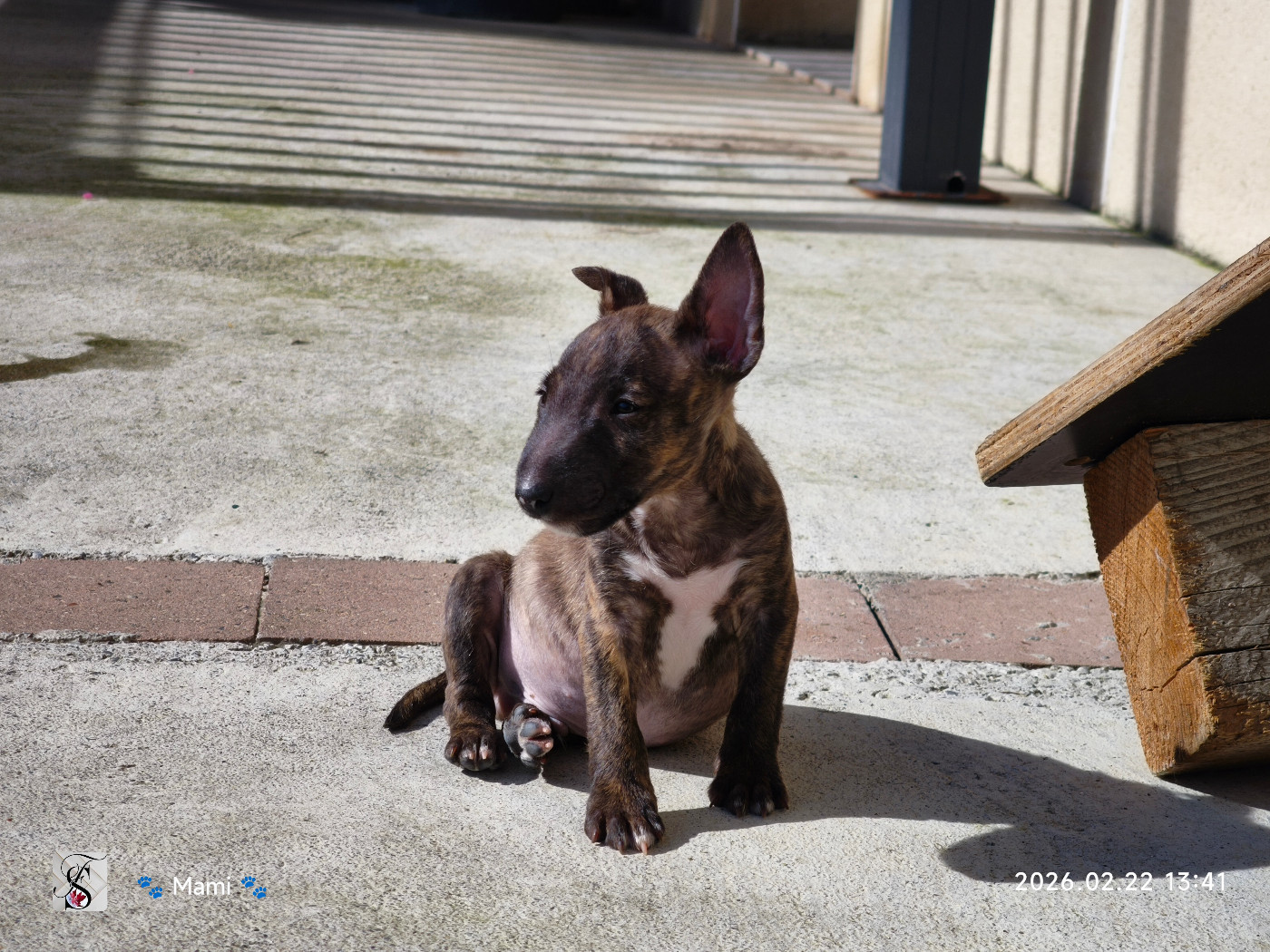 du Paradis Des Mini Bulls - Chiots disponibles - Bull Terrier Miniature